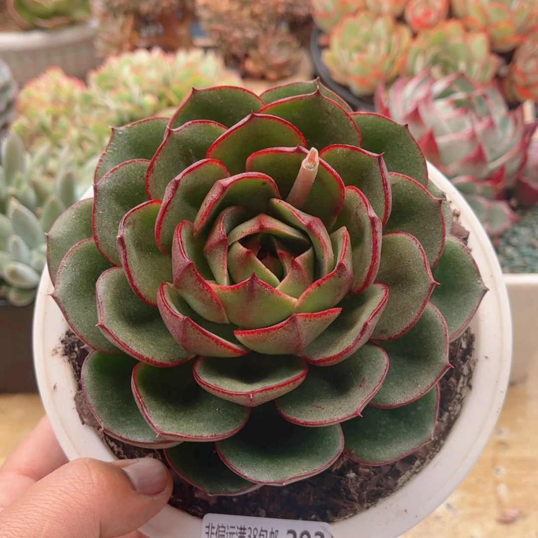 393藏宝图德华多肉