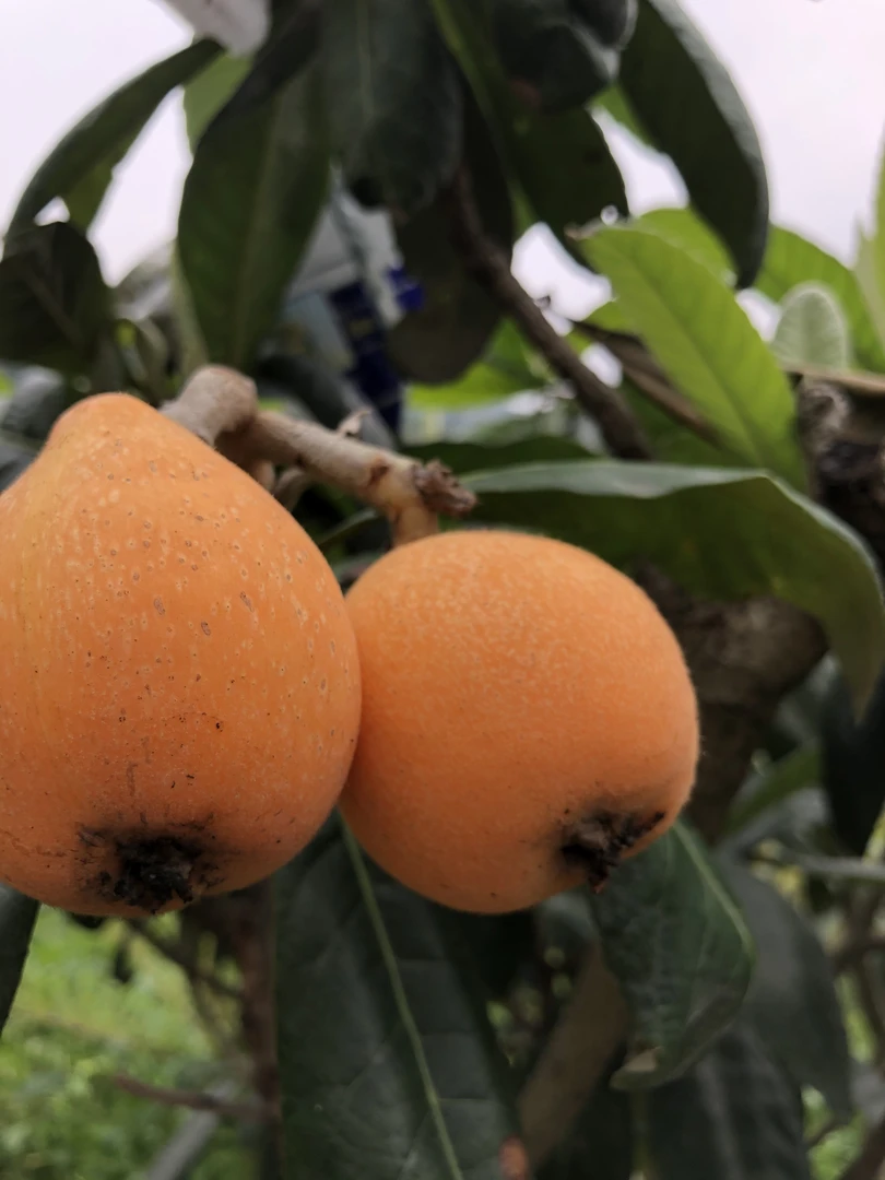 福建大钟早钟枇杷云霄发货三斤五斤顺丰包邮新鲜采摘产地直发