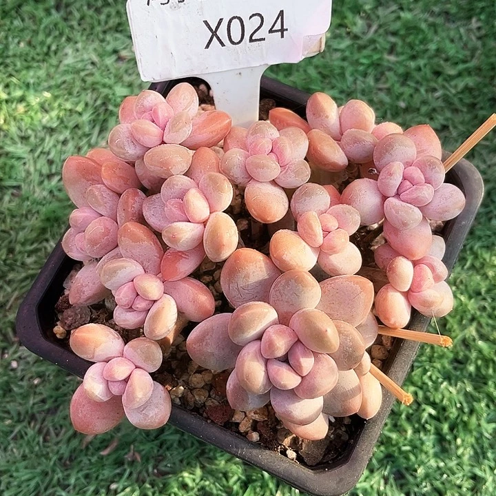 我是第一百个为妖刀应援