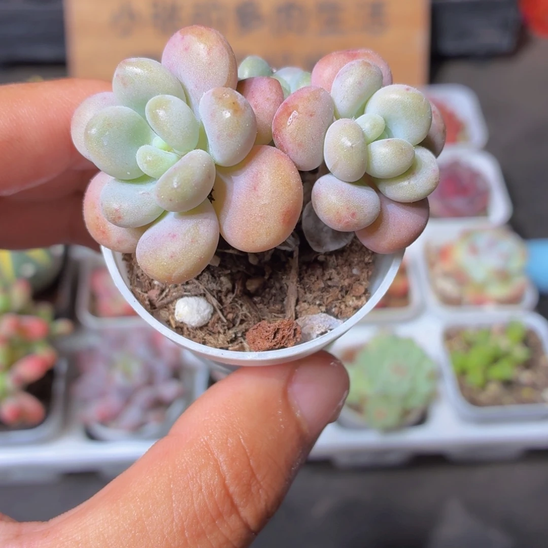 洛神多肉9.9包邮发货