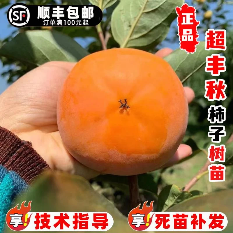 嫁接日本超丰秋脆甜柿子树苗无核脆柿子苗树南方北方盆栽地栽种植