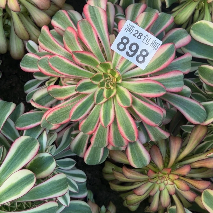 898南初恋多肉植物