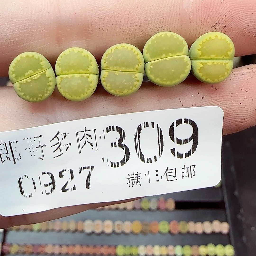 满满18包邮0927-309