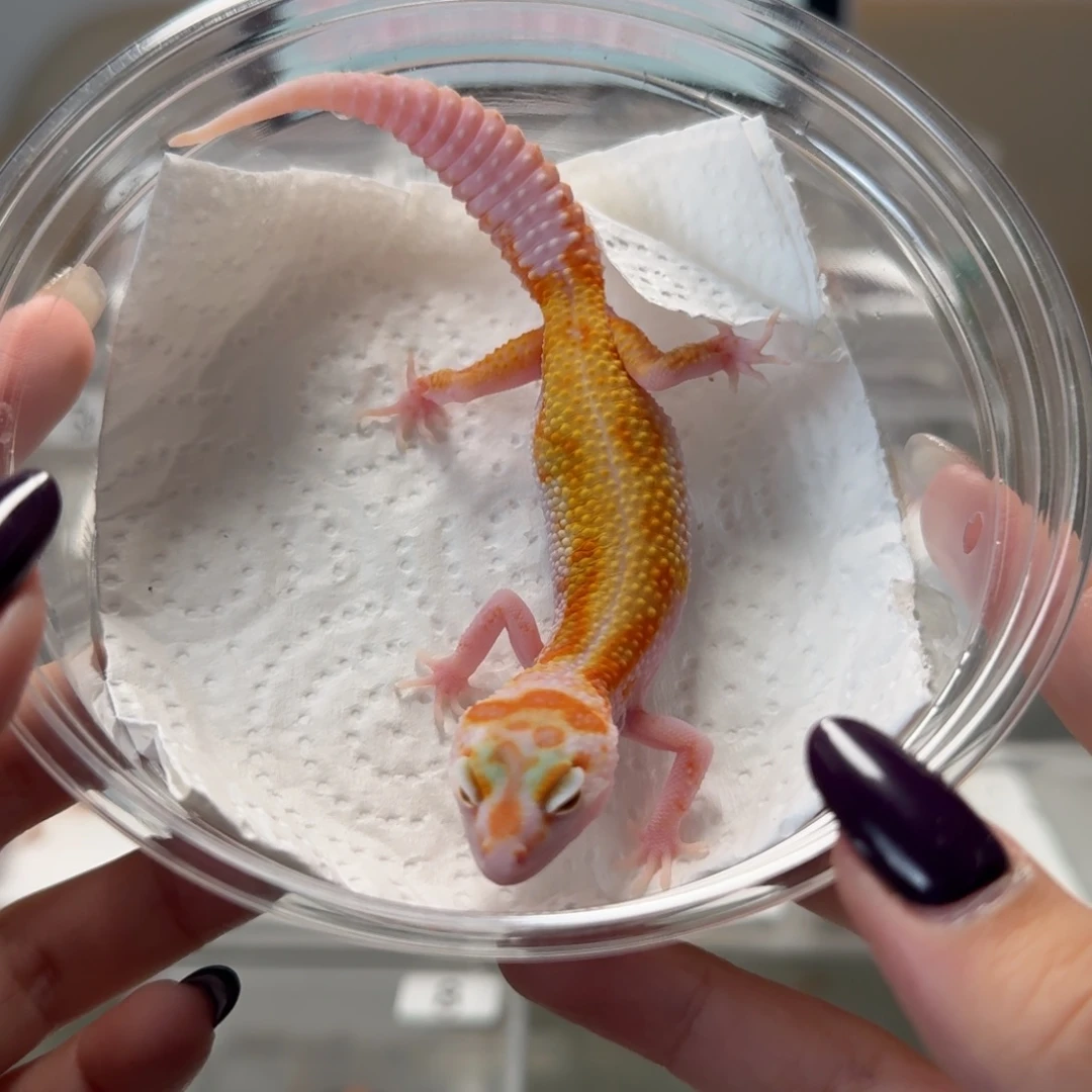 豹纹守宫白黄蜡笔红直线母温