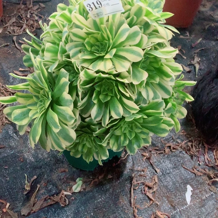 天***光多肉植物金丝翡翠319