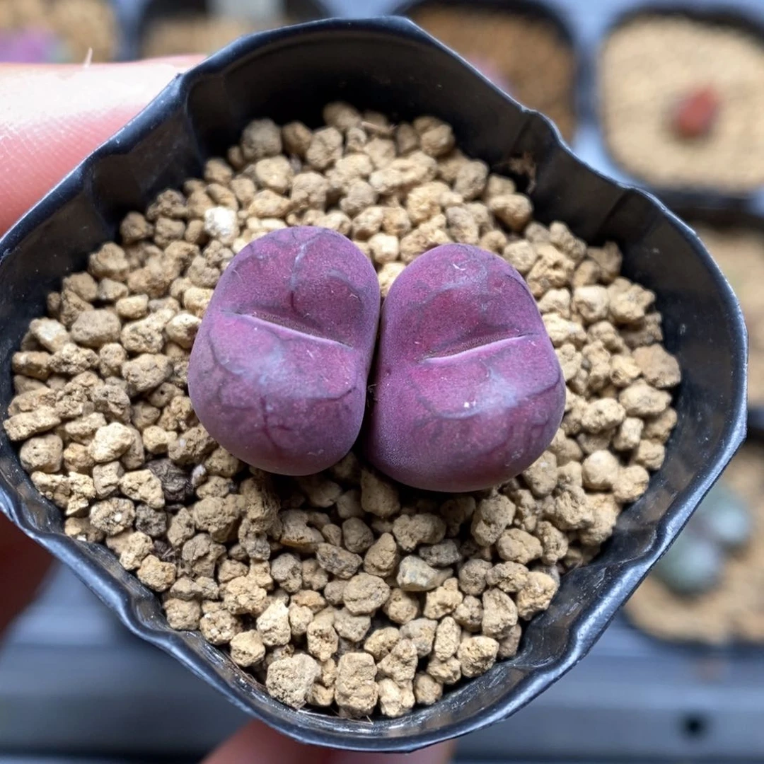 多肉植物肉锥杂交K-086 下播