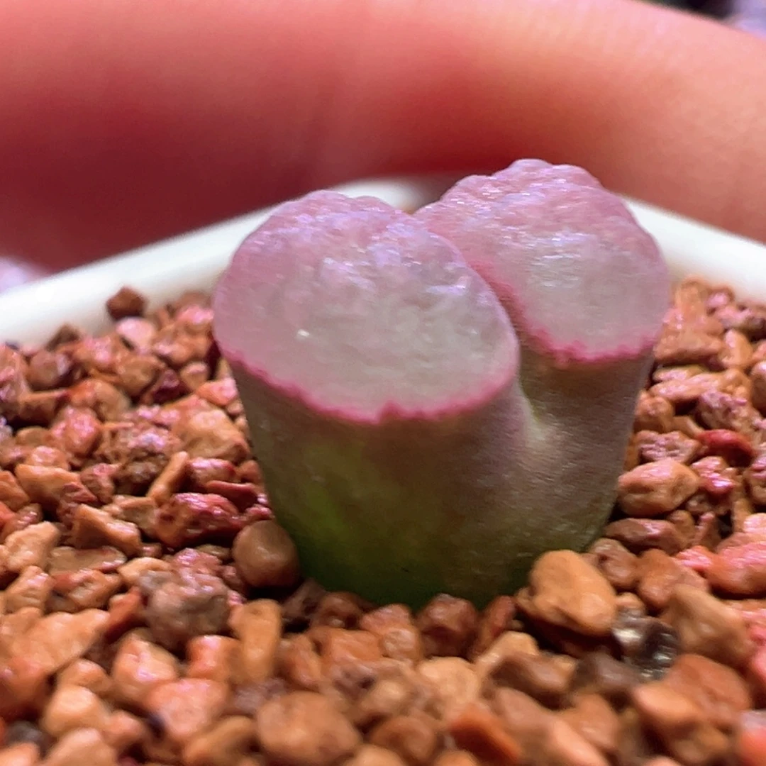 0903，优选紫云苗，肉锥植物