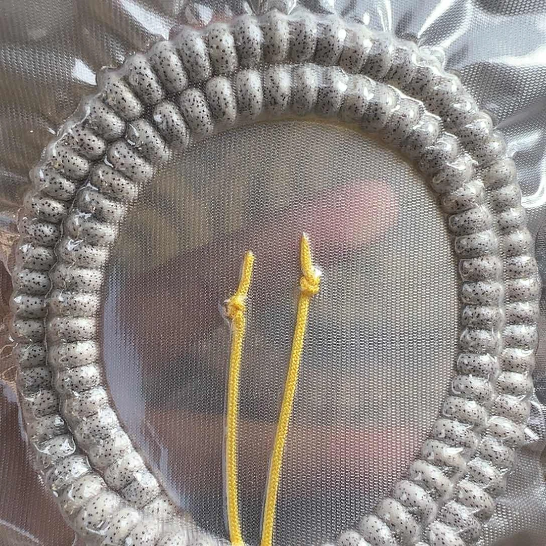 星月菩提手串星月菩提脱脂顺白