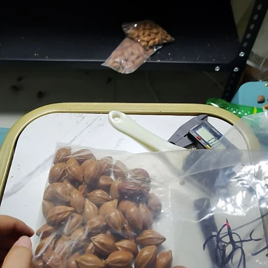 基***睿橄榄核吊坠四花散籽
