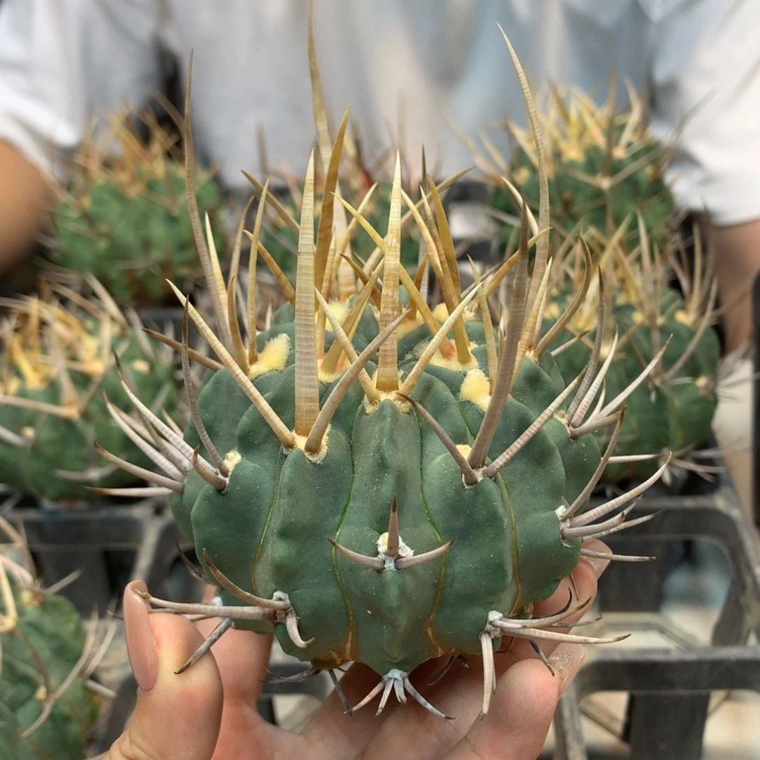 苗接 龙剑丸 整体9.5公分起发 无根