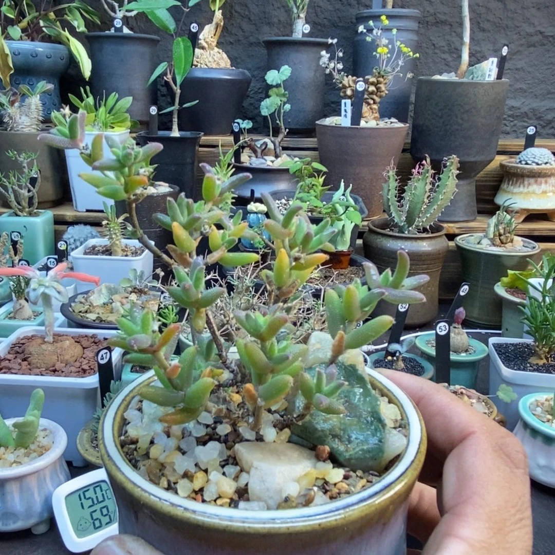 B***吖玉米枝干番杏带盆一物一拍