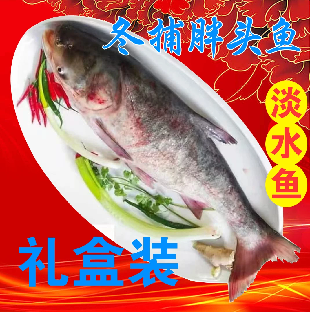 东北野生冷水胖头鱼