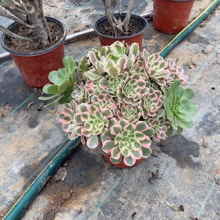 46粉女多肉多肉植物多肉