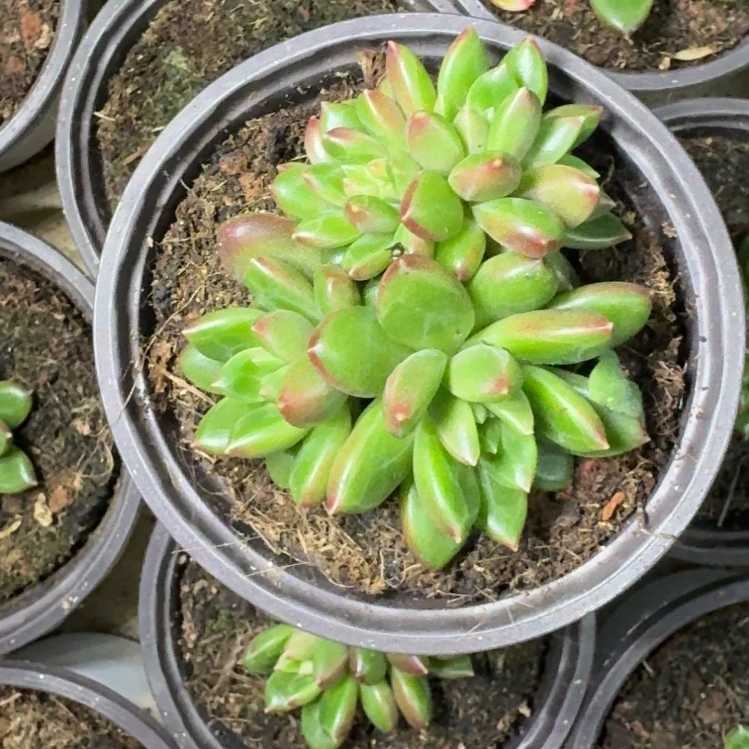 柏拉图 群生 一物一拍