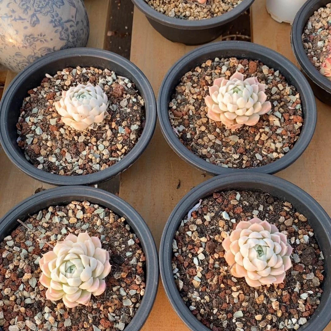 精品多肉一物一拍不包整745