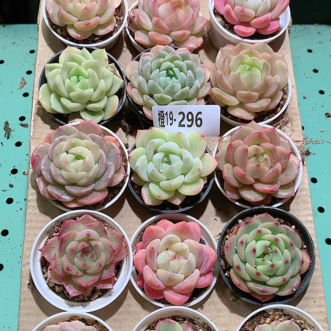 19-296一物一拍带盆18颗