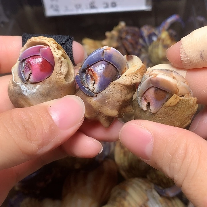 3/只奔跑的寄居蟹20号