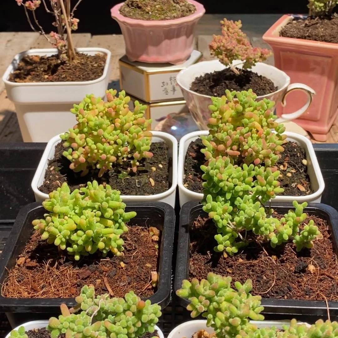 枝干番杏多肉植物345