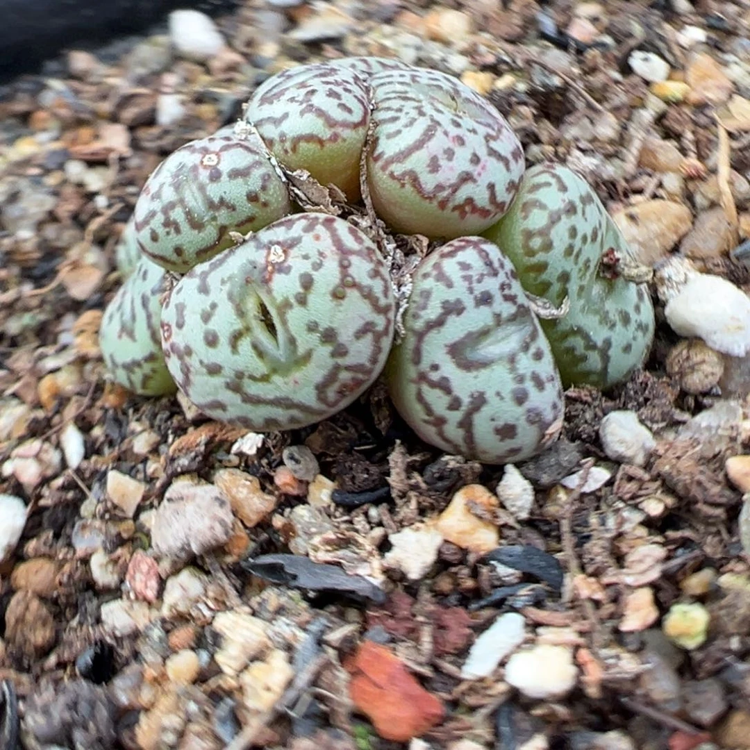 12.1好看的多肉脱土发货913