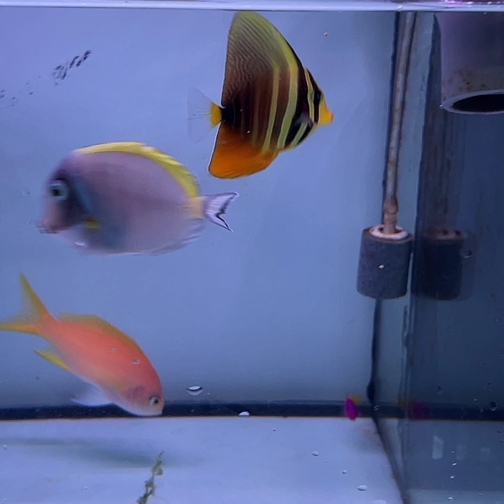 海水鱼野生印尼大帆吊海水鱼