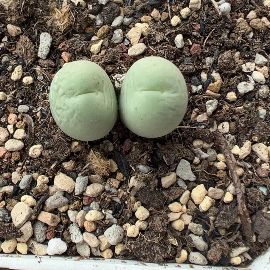 612鸽子蛋带盆土发货