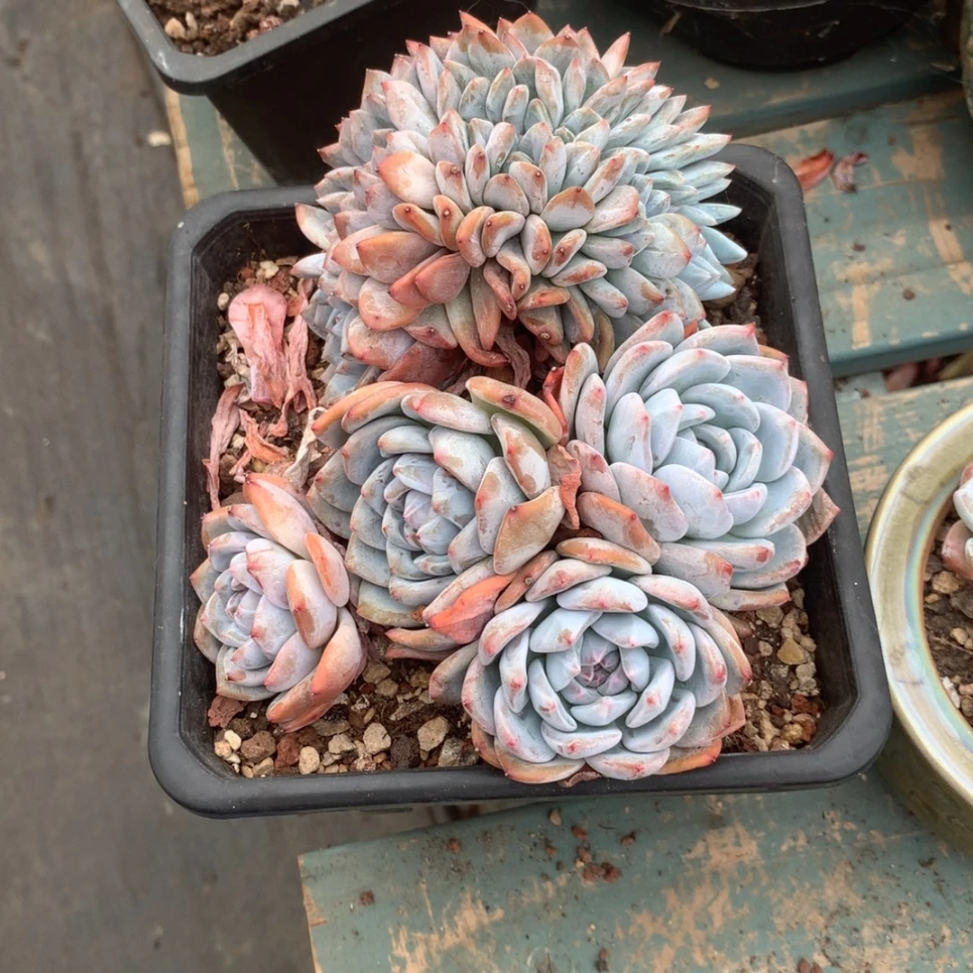 无花朵朵缀花花花花花花花花