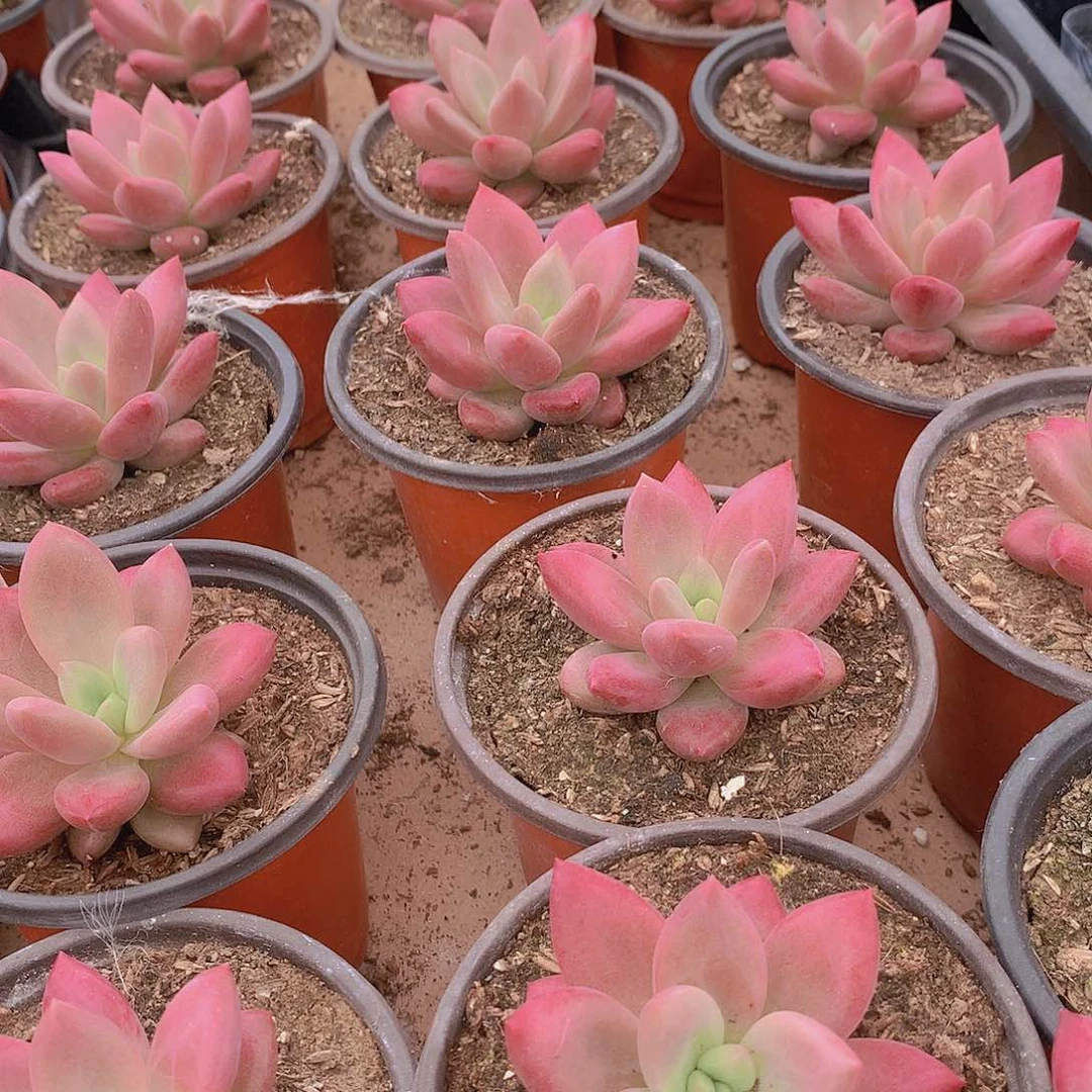 赫菲斯托2456788999900