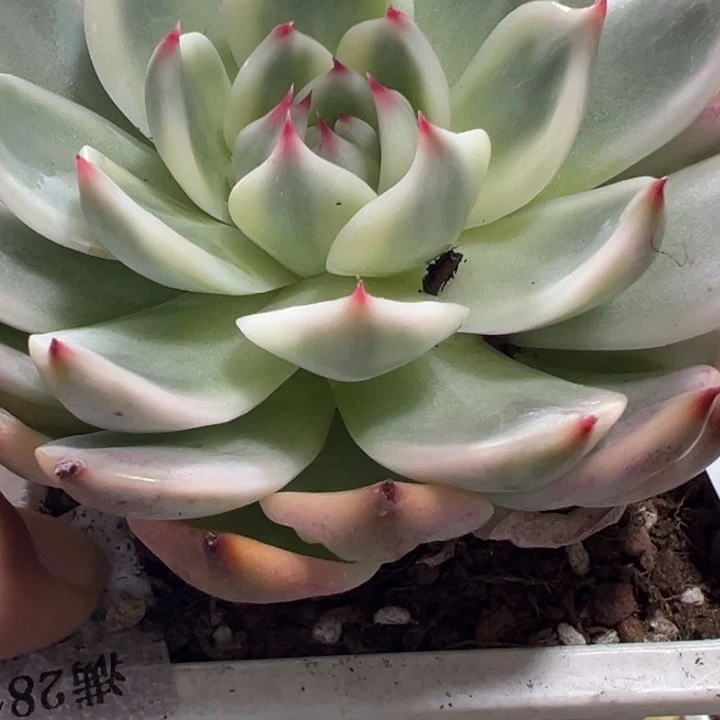 吉娃娃锦多肉植物1310