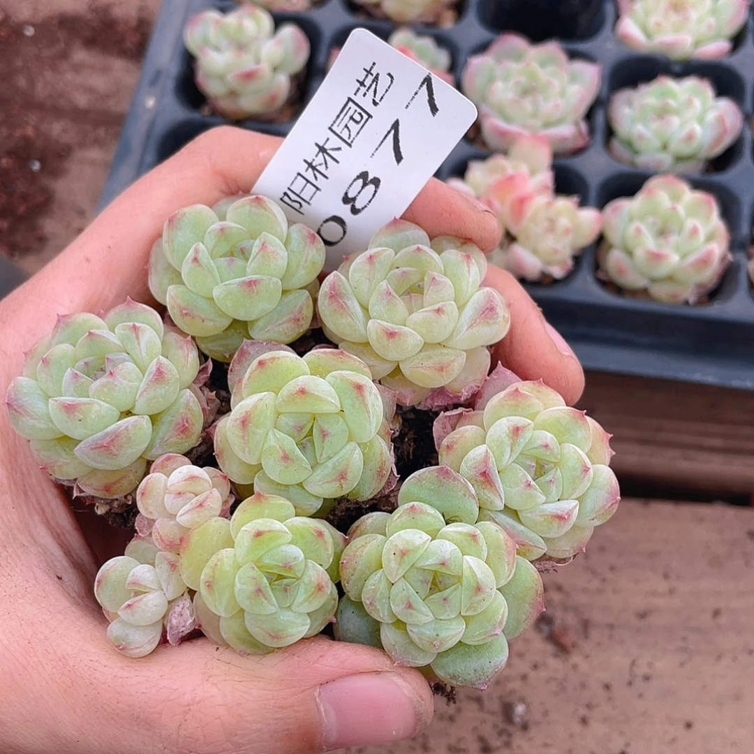 多肉植物多肉植物877