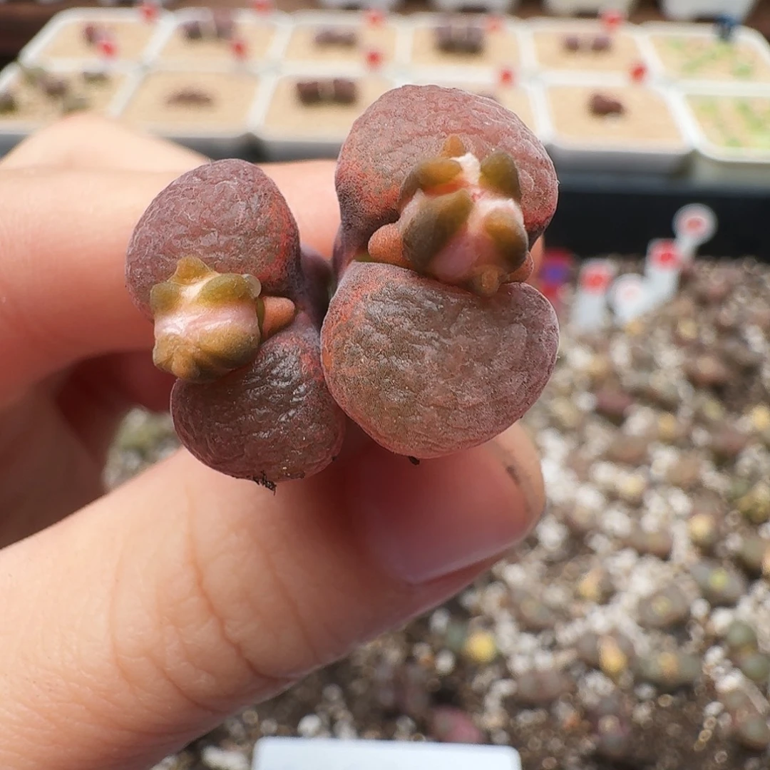 多肉植物福利风铃182