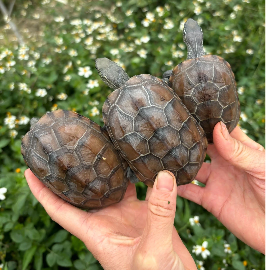 【每只7-9厘米】3只正宗外塘一年冷水中华草龟宠物龟