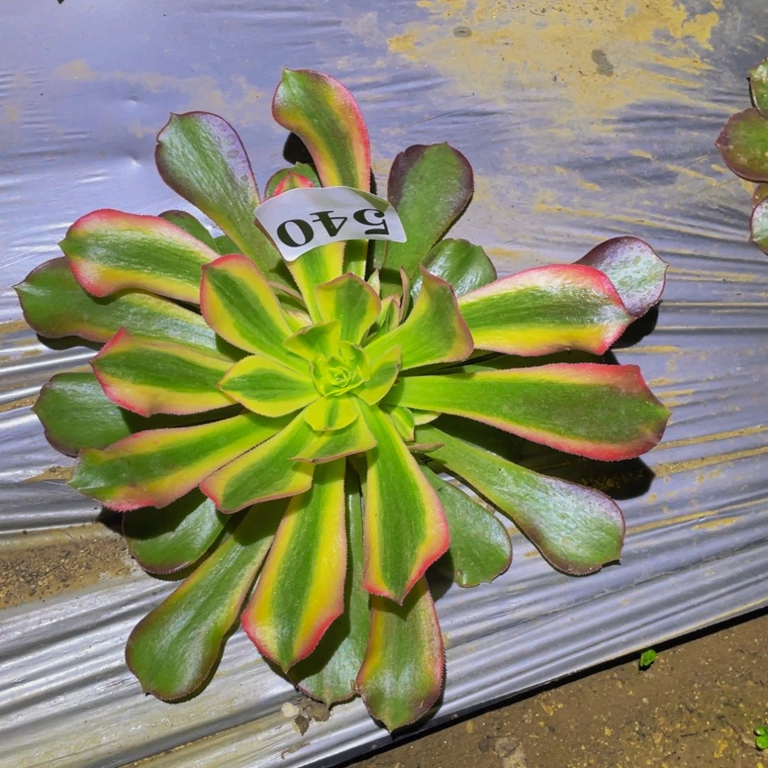 香妃多肉植物多肉540