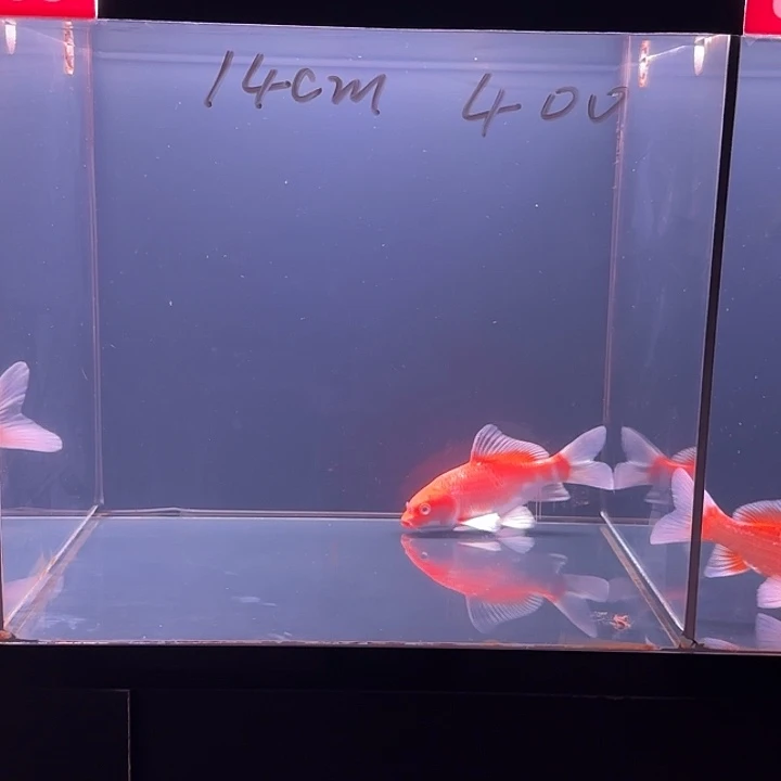 蝴蝶鲤鱼66号花红