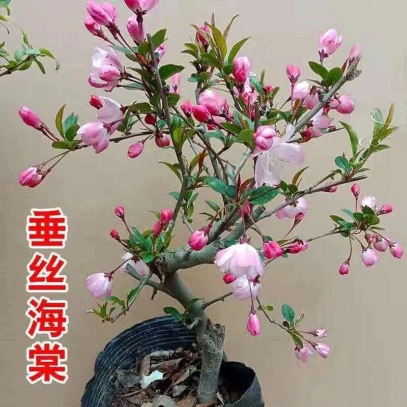 垂丝海棠盆栽植物室外好养植老桩海棠花盆景树苗冬季耐寒花卉西府