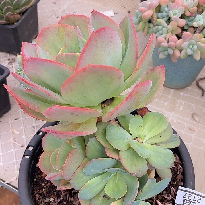 血凤2127多肉植物