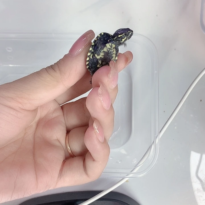 麝香龟母321123344566