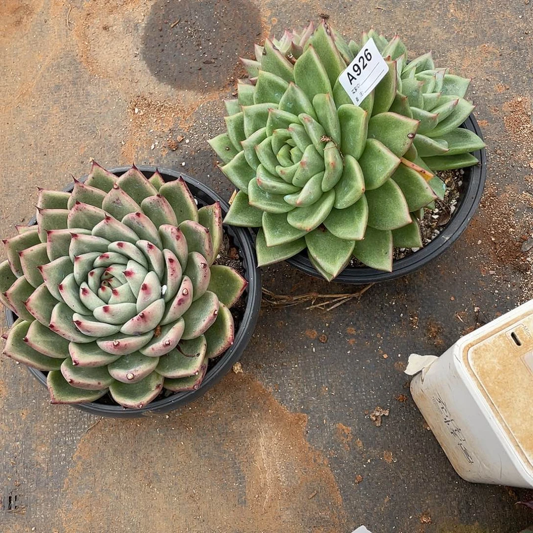 若如东云组拍A926