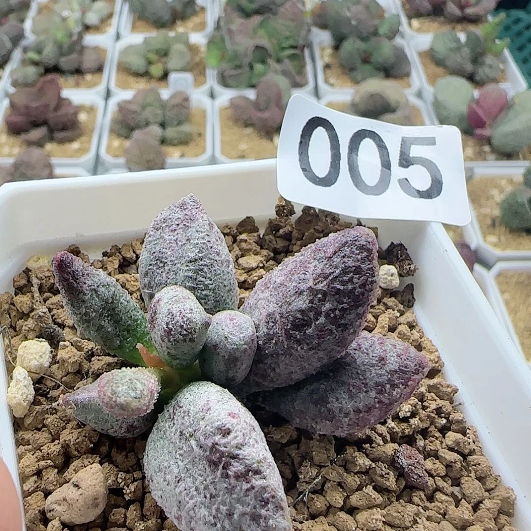 实生水泡 出售整盆（满38包邮）