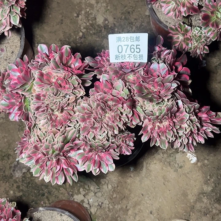 0765粉女巫缀多肉植物