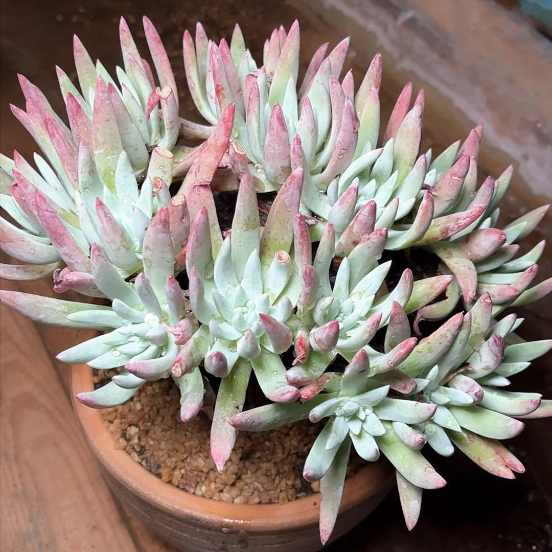 8758新零售白菊仙女杯多肉