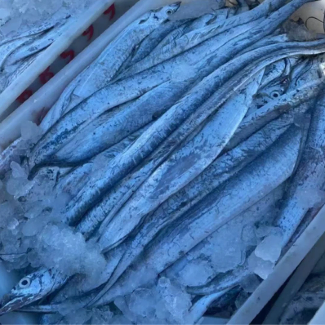 码头船货-中带鱼5斤