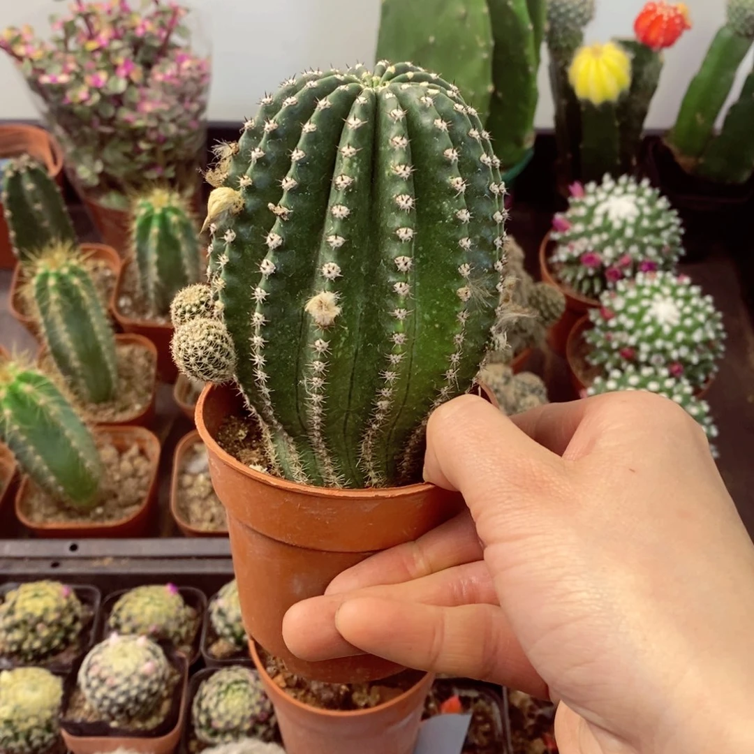 一物一拍一盆无售后