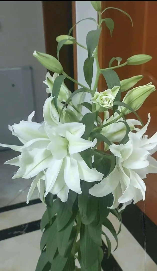 四季可种1颗《艾莎》17/19重瓣香水百合花球