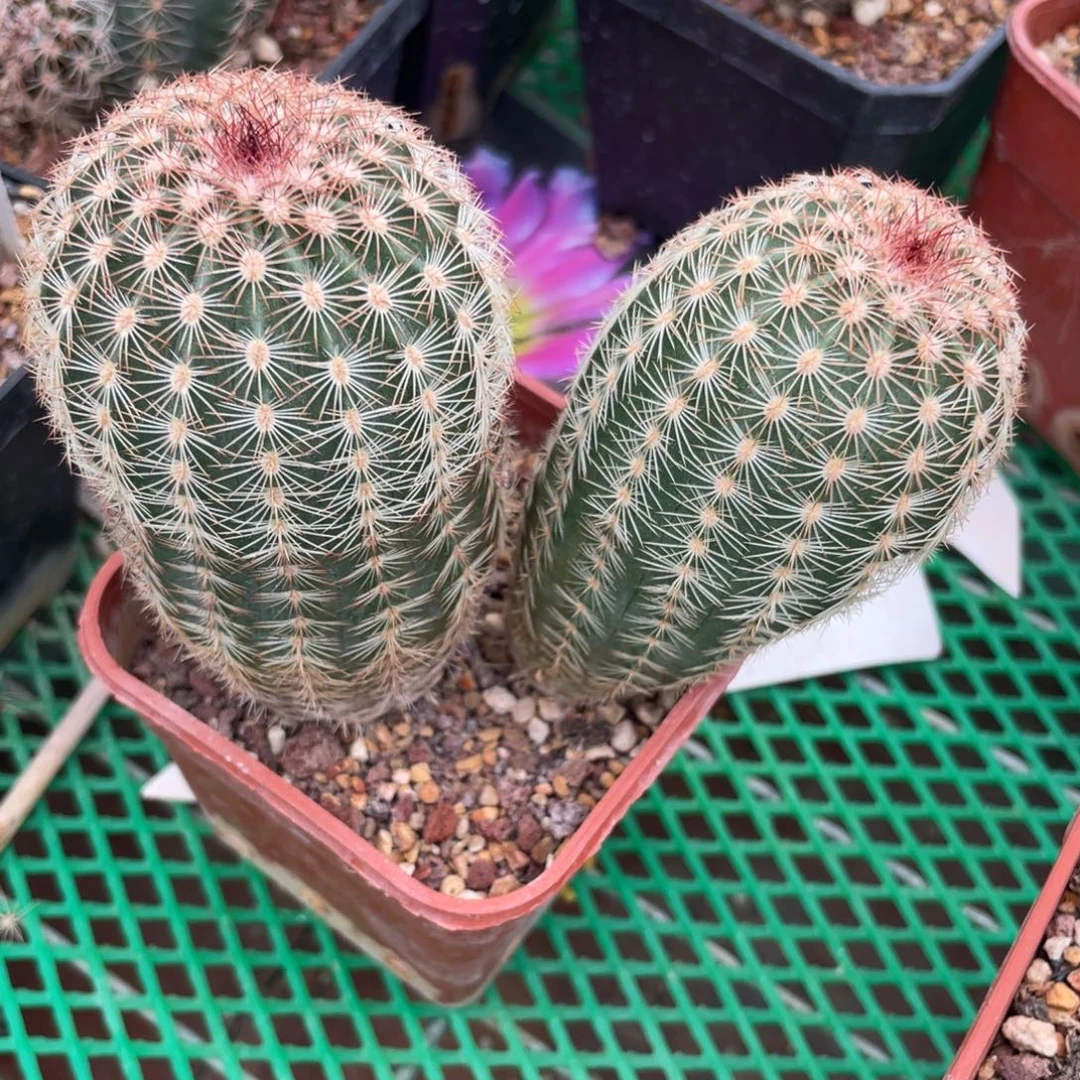 鹿角柱实生仙人球粉橘红紫红御旗