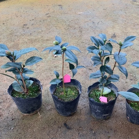 当前无花栽培后可以开花
