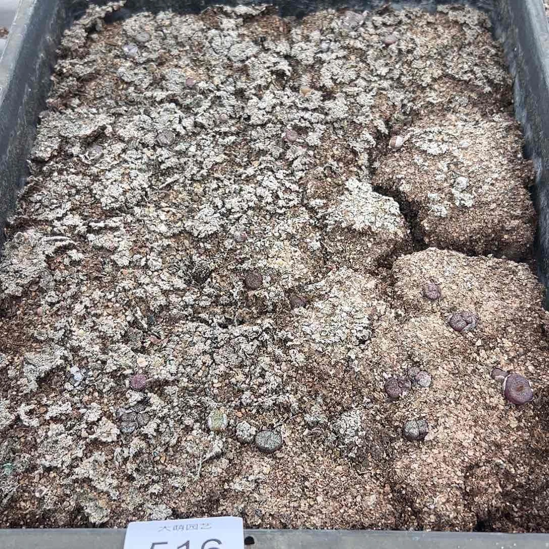 清框脱土发。   516