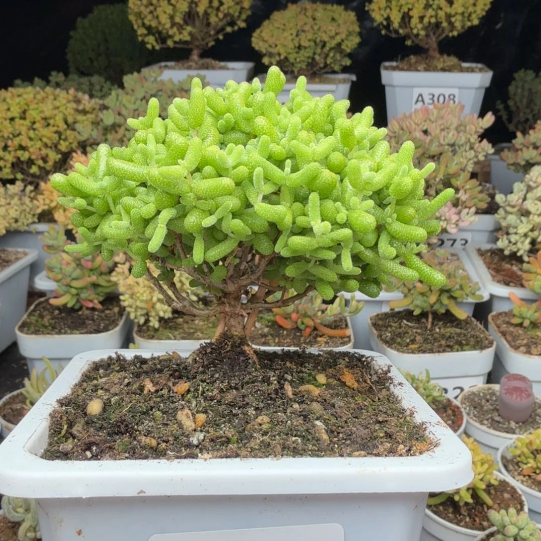 A326开播福利金桔