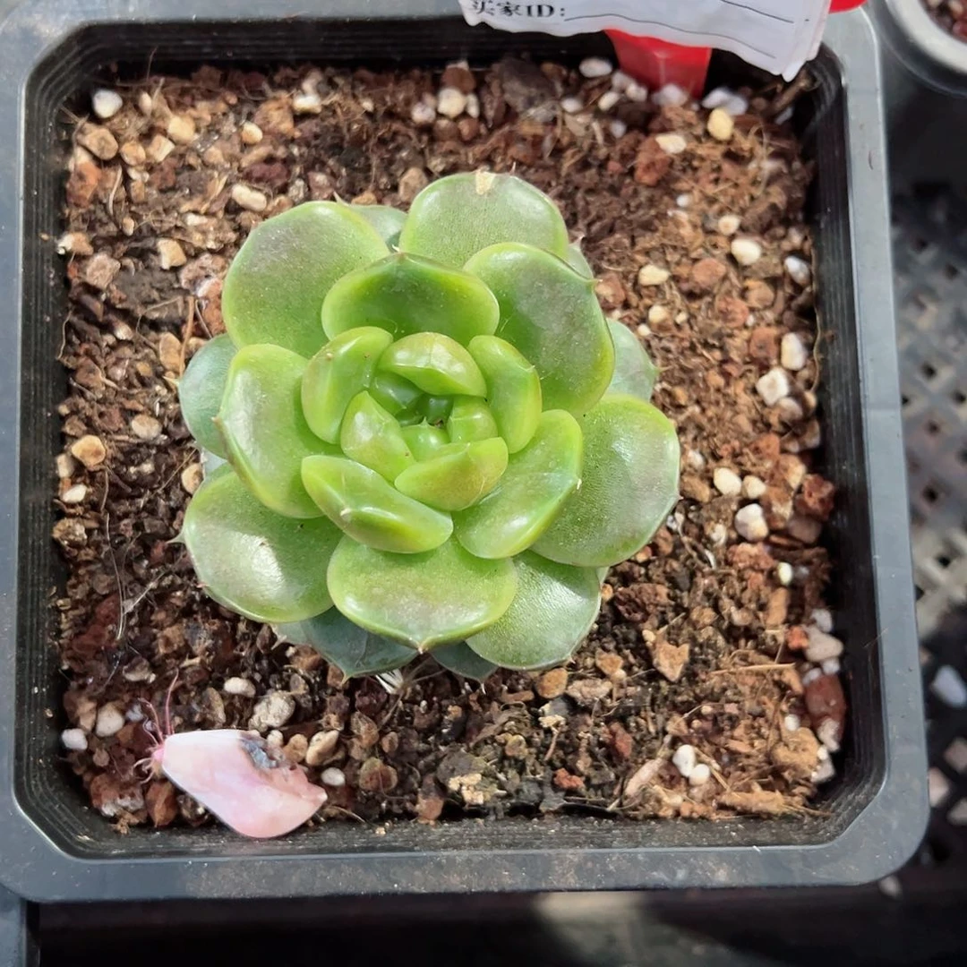 蓝水鬼珍妮十八包邮
