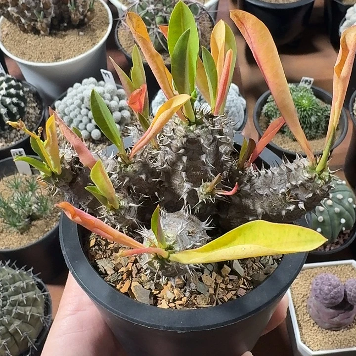 美花念珠仙人球1234