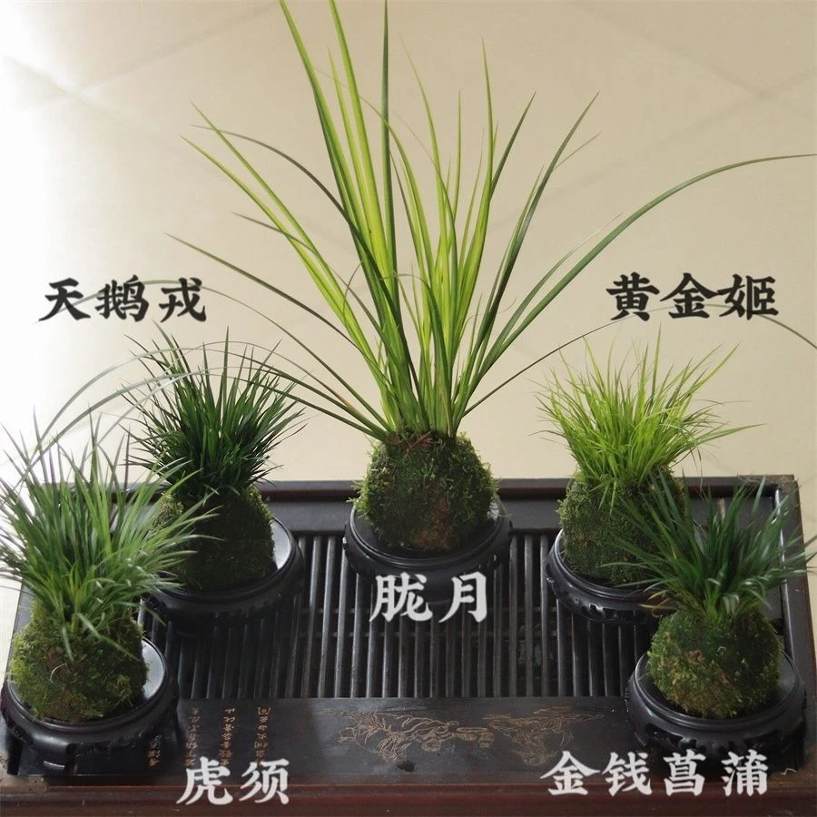 菖蒲草微型盆景金钱虎须黄金姬贵船苔龟缸造景植物水培小韭菜绿植